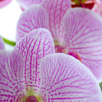 Phalaenopsis