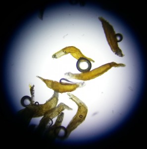 mikroskopische Aufnahme von Phalaenopsissamen